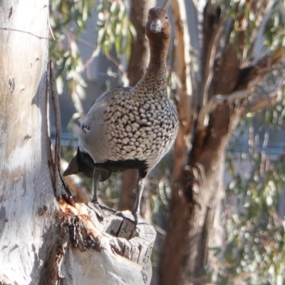 Chenonetta jubata (Australian Wood Duck) at Deakin, ACT - 25 Sep 2019 by JackyF