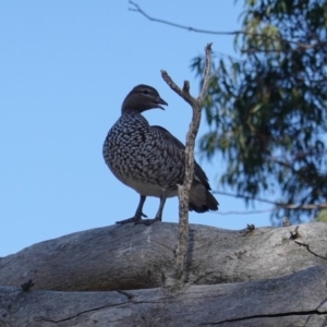 Chenonetta jubata at Deakin, ACT - 25 Sep 2019 08:48 AM