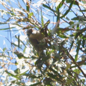 Melithreptus brevirostris at Mongarlowe, NSW - 25 Sep 2019