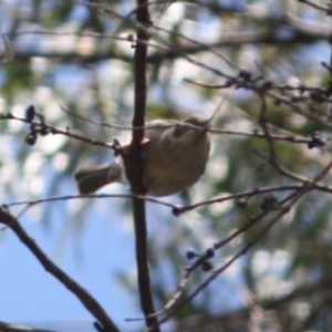 Melithreptus brevirostris at Mongarlowe, NSW - 25 Sep 2019