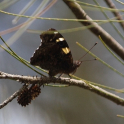 Vanessa itea (Yellow Admiral) at Mongarlowe River - 25 Sep 2019 by LisaH