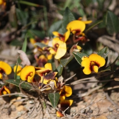 Platylobium parviflorum (Small-flowered Flat-pea) at Mongarlowe River - 25 Sep 2019 by LisaH