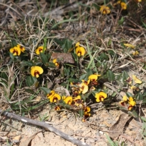 Platylobium parviflorum at Mongarlowe, NSW - 25 Sep 2019 04:57 PM