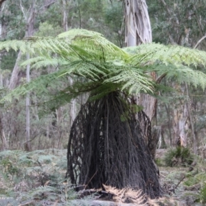 Dicksonia antarctica at Mongarlowe, NSW - suppressed