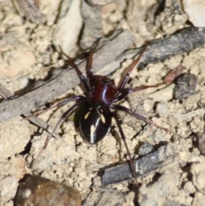 Habronestes bradleyi at Mongarlowe, NSW - 25 Sep 2019 02:17 PM