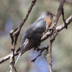 Cacomantis flabelliformis (Fan-tailed Cuckoo) at Mongarlowe, NSW - 25 Sep 2019 by LisaH