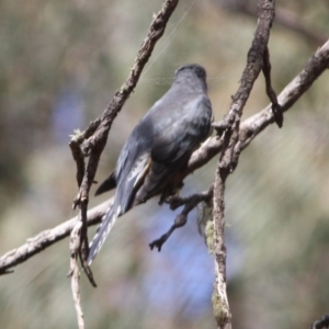 Cacomantis flabelliformis at Mongarlowe, NSW - 25 Sep 2019