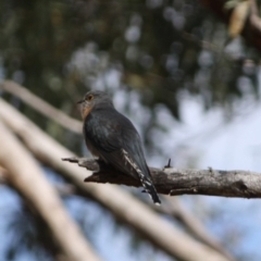 Cacomantis flabelliformis at Mongarlowe, NSW - 25 Sep 2019