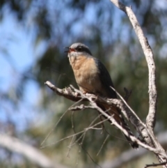 Cacomantis flabelliformis at Mongarlowe, NSW - 25 Sep 2019