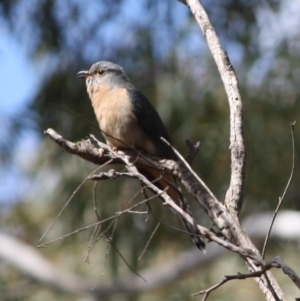 Cacomantis flabelliformis at Mongarlowe, NSW - 25 Sep 2019