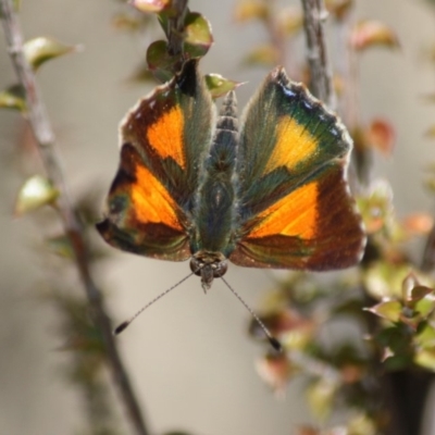 Paralucia aurifera (Bright Copper) at Mongarlowe, NSW - 25 Sep 2019 by LisaH