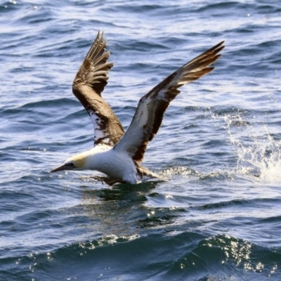 Morus serrator (Australasian Gannet) at Undefined, NSW - 25 Sep 2019 by Alison Milton