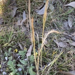 Vulpia bromoides (Squirrel-tail Fescue, Hair Grass) at Fowles St. Woodland, Weston - 24 Sep 2019 by AliceH