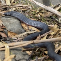 Pseudechis porphyriacus (Red-bellied Black Snake) at Mogo, NSW - 20 Sep 2019 by AlisonMilton