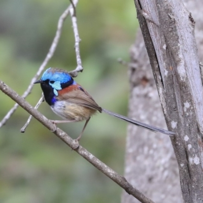 Malurus lamberti (Variegated Fairywren) at Mogo, NSW - 20 Sep 2019 by Alison Milton