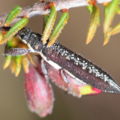 Rhinotia sp. (genus) (Unidentified Rhinotia weevil) at University of Canberra - 21 Sep 2019 by Harrisi