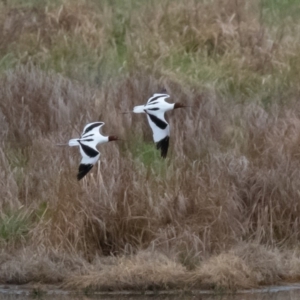 Recurvirostra novaehollandiae at Fyshwick, ACT - 26 Sep 2019