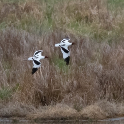 Recurvirostra novaehollandiae (Red-necked Avocet) at Fyshwick, ACT - 25 Sep 2019 by rawshorty