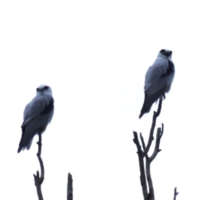 Elanus axillaris (Black-shouldered Kite) at Bega, NSW - 8 Feb 2019 by MatthewHiggins