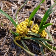 Lomandra bracteata (Small Matrush) at Molonglo River Reserve - 25 Sep 2019 by Kurt