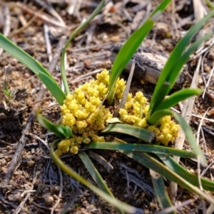 Lomandra bracteata at Molonglo River Reserve - 26 Sep 2019 08:35 AM