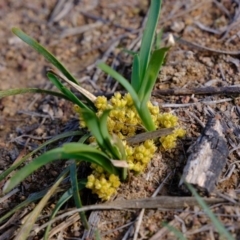 Lomandra bracteata at Molonglo River Reserve - 26 Sep 2019 08:35 AM