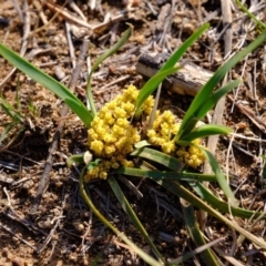 Lomandra bracteata at Molonglo River Reserve - 26 Sep 2019