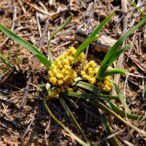 Lomandra bracteata at Molonglo River Reserve - 26 Sep 2019 08:35 AM