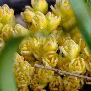 Lomandra bracteata at Molonglo River Reserve - 26 Sep 2019