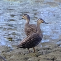 Anas superciliosa (Pacific Black Duck) at Molonglo River Reserve - 25 Sep 2019 by Kurt