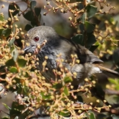 Acanthiza pusilla (Brown Thornbill) at Fyshwick, ACT - 22 Aug 2019 by jbromilow50