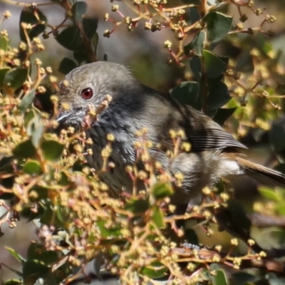 Acanthiza pusilla (Brown Thornbill) at Fyshwick, ACT - 22 Aug 2019 by jbromilow50