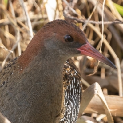 Lewinia pectoralis (Lewin's Rail) at Fyshwick, ACT - 26 Sep 2019 by rawshorty