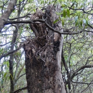 Menura novaehollandiae at Black Range, NSW - 25 Sep 2019 04:02 PM