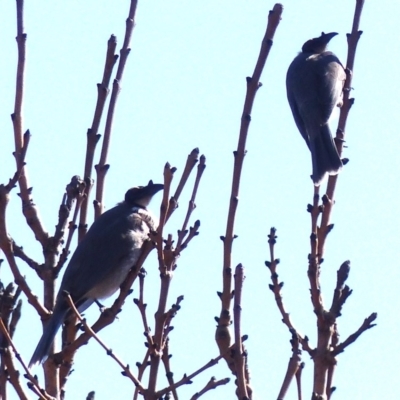 Philemon corniculatus (Noisy Friarbird) at Bega, NSW - 26 Sep 2019 by MatthewHiggins