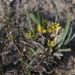 Lomandra bracteata (Small Matrush) at Tuggeranong Hill - 26 Sep 2019 by Owen