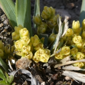 Lomandra bracteata at Theodore, ACT - 26 Sep 2019 02:19 PM