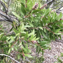 Callistemon sp. at Hughes, ACT - 22 Sep 2019