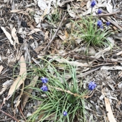 Muscari armeniacum (Grape Hyacinth) at Hughes, ACT - 22 Sep 2019 by ruthkerruish