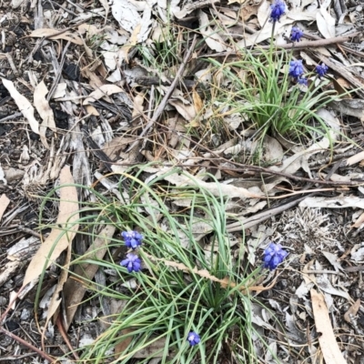 Muscari armeniacum (Grape Hyacinth) at Hughes, ACT - 21 Sep 2019 by ruthkerruish