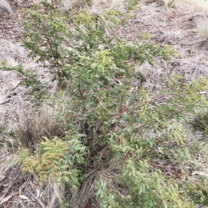 Acacia rubida at Hughes, ACT - 22 Sep 2019