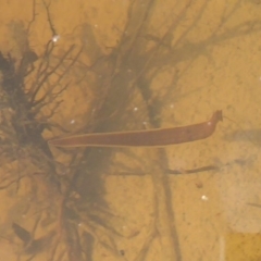 Hirudinidae sp. (family) (A Striped Leech) at Jerrabomberra Wetlands - 26 Sep 2019 by Christine