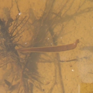 Hirudinidae sp. (family) at Fyshwick, ACT - 26 Sep 2019