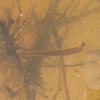 Hirudinidae sp. (family) (A Striped Leech) at Jerrabomberra Wetlands - 26 Sep 2019 by Christine