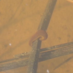 Hirudinidae sp. (family) at Fyshwick, ACT - 26 Sep 2019