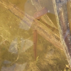 Hirudinidae sp. (family) at Fyshwick, ACT - 26 Sep 2019