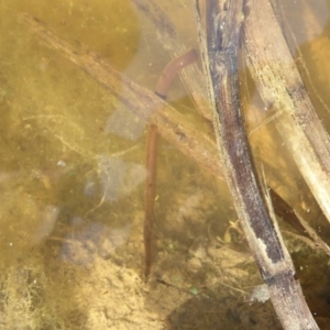 Hirudinidae sp. (family) at Fyshwick, ACT - 26 Sep 2019