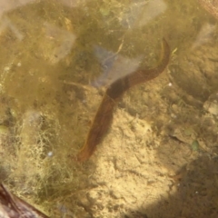 Hirudinidae sp. (family) at Fyshwick, ACT - 26 Sep 2019