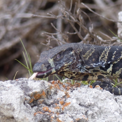 Varanus varius (Lace Monitor) at Bournda National Park - 12 Feb 2019 by MatthewHiggins