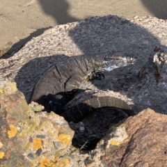 Varanus varius (Lace Monitor) at Tathra, NSW - 29 Jan 2019 by MatthewHiggins